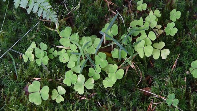 Irish shamrock