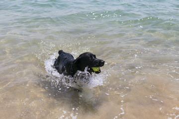 young happy black labrador playing fetch with a tennis ball at the beach. Pets outdoors. Fun and lifestyle