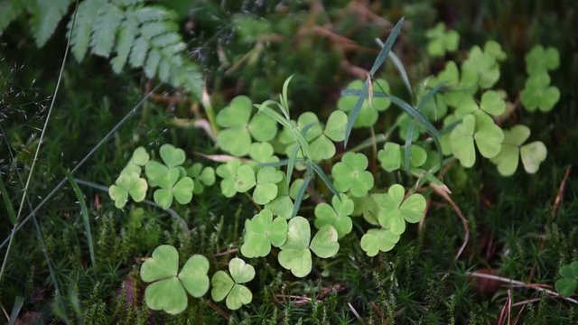 Irish shamrock