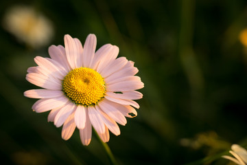 Obraz premium Löwenzahn, lila