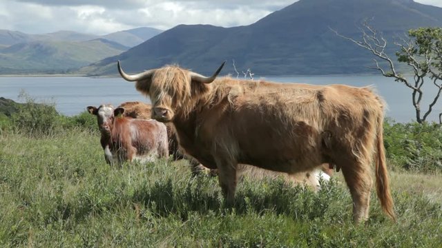 Highland Cattle on the Isle of Mull, Scotland