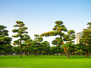Beautiful view of japanesse trees in Hibiya park in Tokyo, Japan