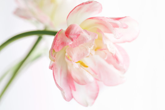 Beautiful tulip on a white background