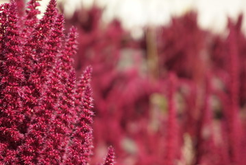 Red amaranth (Amaranthus cruentus) inflorescence closeup on sunny day