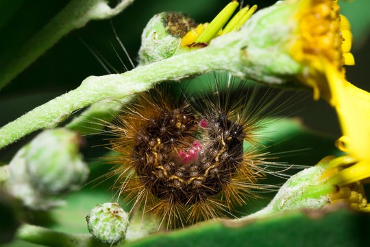 Brown Hairy (Tiger Moth) caterpillar eating a yellow flower, Cape Town, South Africa