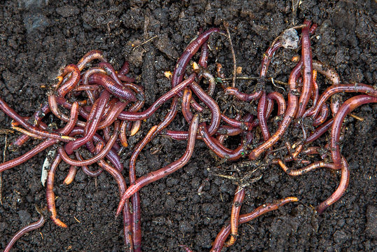 red worms in compost - bait for fishing