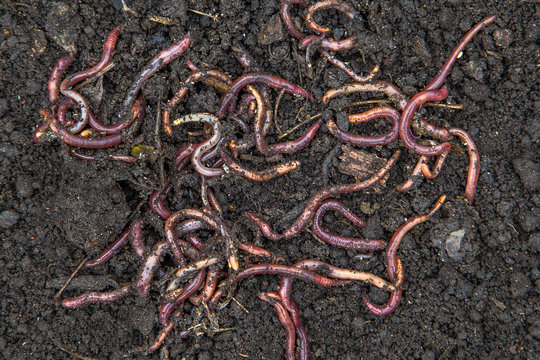 red worms in compost - bait for fishing