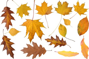 set of isolated autumnal leaves