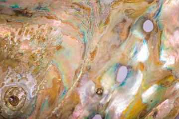 Fototapeta premium Abalone Inside