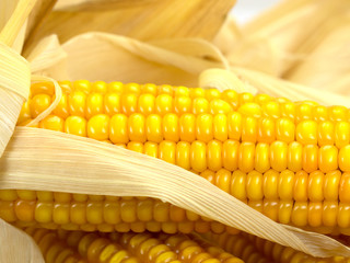 Mais, Zea mays, Maiskolben