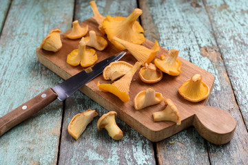 Raw forest mushrooms chanterelle on cutting board with wooden handle knife on vintage turquoise background