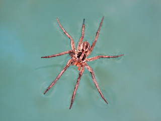 agressive venomous tropical spider over the water