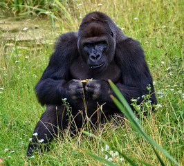Portrait of a dominant male gorilla. Big adult ape sits in a grass and holds food in hands. African wildlife. Silverback gorilla.