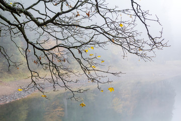 A branch of a tree with flying yellow leaves in a fog above the lake, autumn background.