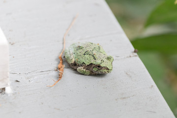 Frog Relaxing on Porch
