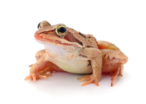 Brown frog isolated.