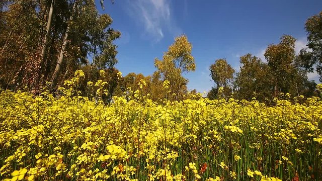Meadow of mustard flowers with eucalyptus trees at background