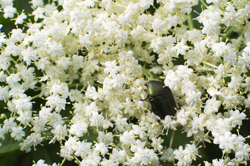 Goldheads on elderberry