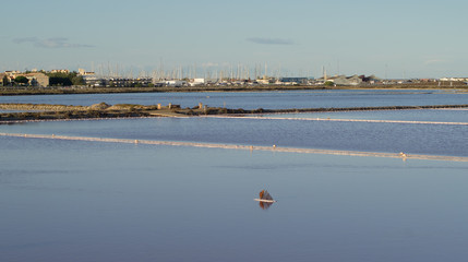 Salins de Gruissan, poisson