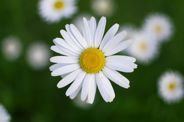 Marguerite