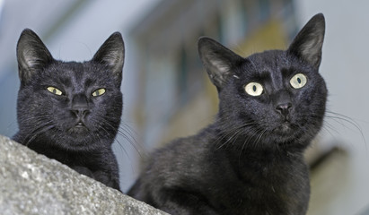 Two black cats