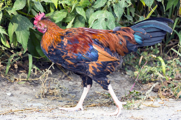 Portrait of a domestic chicken of motley color