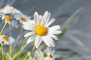 Chamomile among flowers © janbussan