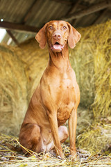 Vizsla