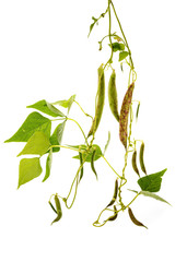 Fresh green beans on a white background