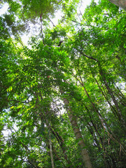 rain forest trees and vegetation seen from the ground