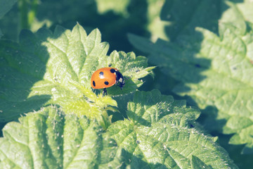 ladybug on grass
