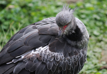Southern screamer