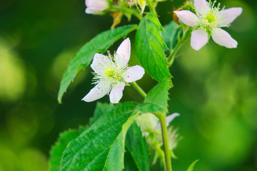 Цветы ежевики.