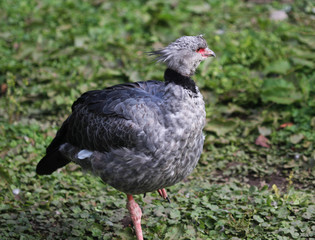 Obraz premium Southern screamer