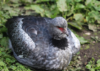 Southern screamer