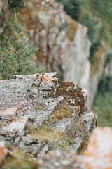 wildlife