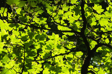 Bright green foliage in the sunlight. Natural background