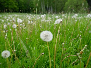 Wiese mit Pusteblumen