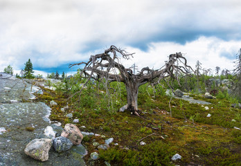Gnarled tree on the mountain Vottovaara.