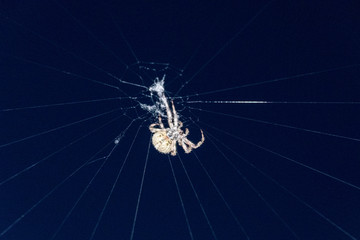 Garden Spider Making its Web