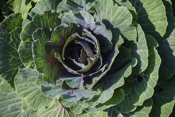 Head of cabbage with green and purple leaves with red veins. 