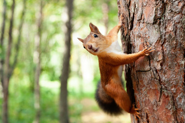 Red Squirrel in nature