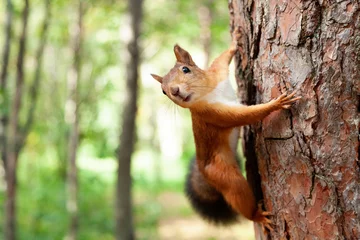 Schilderijen op glas Red Squirrel in nature © Nova Stocks