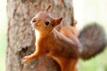 Red Squirrel in nature