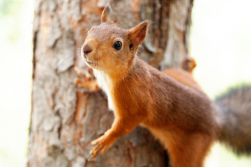 Naklejka na ściany i meble Red Squirrel in nature