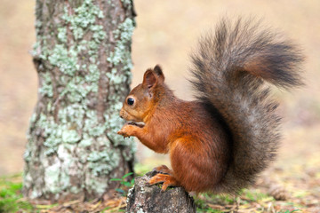 Naklejka na ściany i meble Red Squirrel in nature