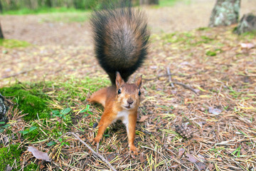 Red Squirrel in nature