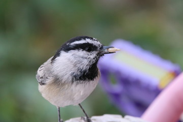 Chickadee