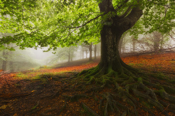Tree roots in a foggy misty forest