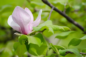Blossoming of pink magnolia flowers in spring time, floral seasonal background